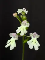 Cynorkis fastigiata