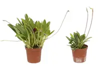 Masdevallia prolixa (Big)