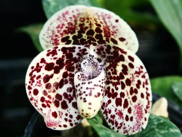 Paphiopedilum bellatulum x bellatulum '#7' (Paphiopedilum)