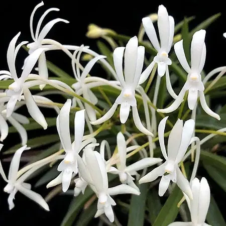 Vanda falcata x self 'White Snow' (Vanda)