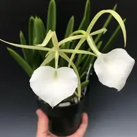 Brassavola Nodosa