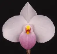 Paphiopedilum delenatii