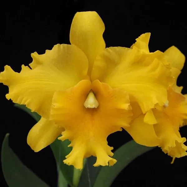 Cattleya Chaopraya Gold