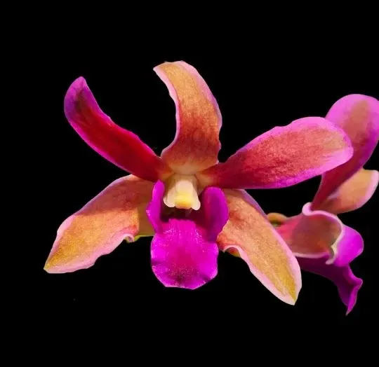 Dendrobium Burana Sundae - ‘Variegata' (Dendrobium)