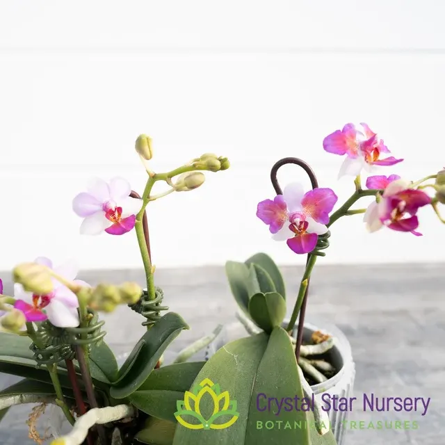 Phalaenopsis Liu's Berry 'Trinity'