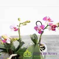 Phalaenopsis Liu's Berry 'Trinity'