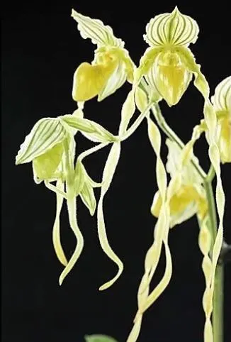 Paphiopedilum philippinense var compactum fma aureoviride (Paphiopedilum)