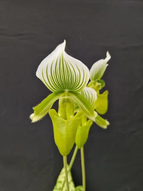 Paphiopedilum Onyx