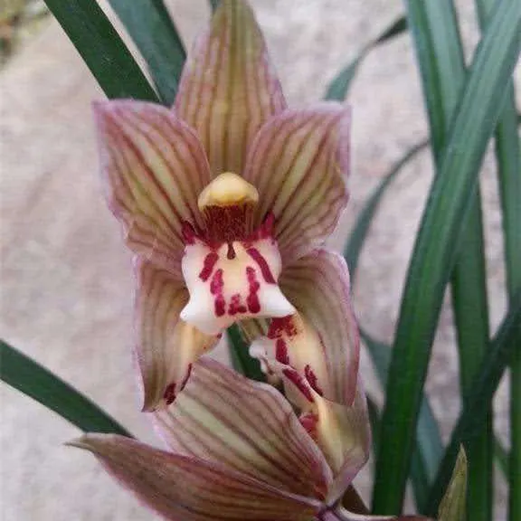 Cymbidium tortisepalum 'Chun Jian Hong He Die'