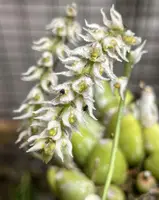 Bulbophyllum hirtum