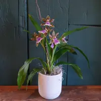 Zygopetalum Orchid