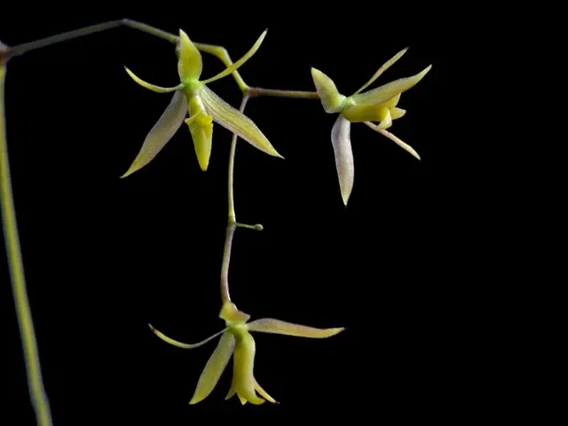 Epidendrum compressum (Epidendrum)