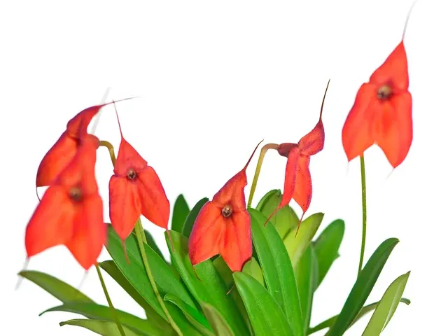Masdevallia Hawaiian Sunset (Masdevallia)