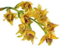 Dendrobium macrophyllum
