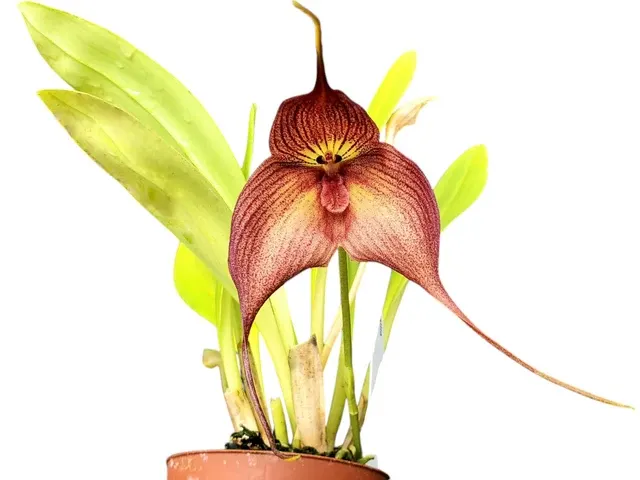Dracuvallia Hercules (Dracuvallia)