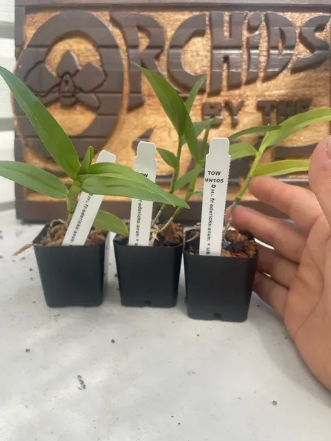 Dendrobium friedericksianum