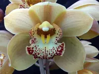 Cymbidium Valley Field 'Jupiter'