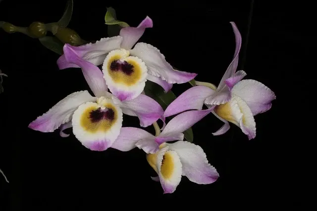 Dendrobium findlayanum oculatum (Dendrobium)
