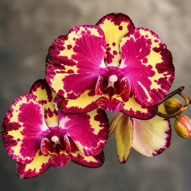 Phalaenopsis Miki Crown '3675'