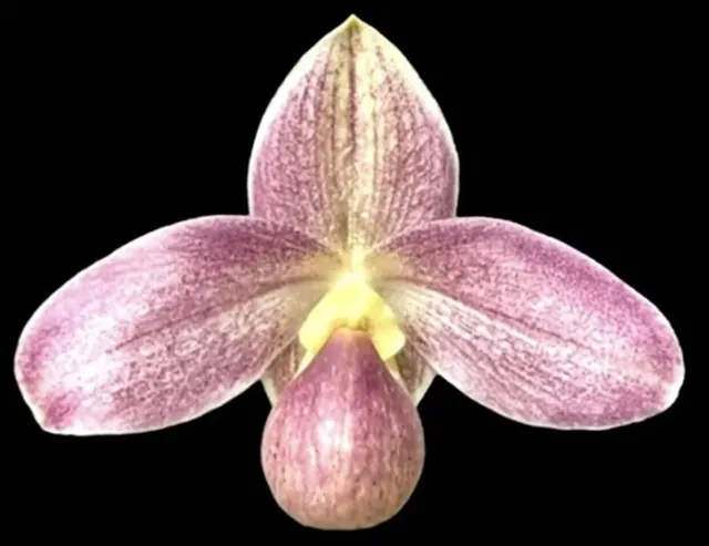 Paphiopedilum Ki’owaiokihawaine