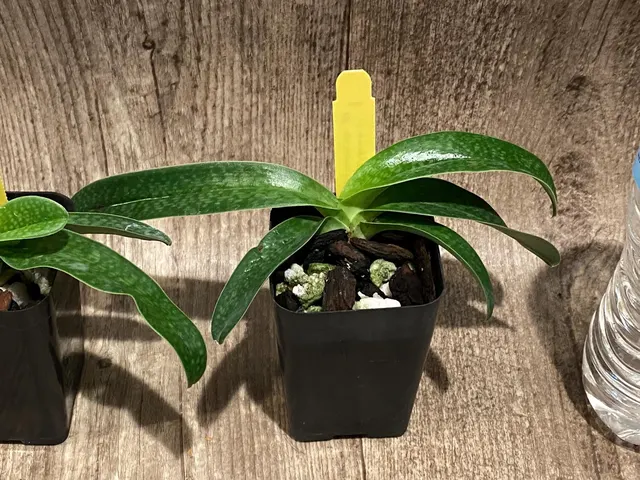 Paphiopedilum Quintals Yellowstone