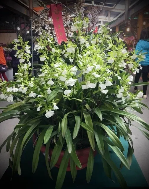 Encyclia cordigera alba 'Big Plant'