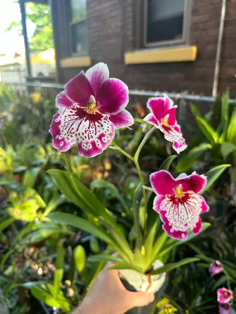 Miltoniopsis Milton Brown