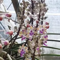 Seidenfadenia mitrata var. Orange sp.