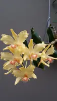 Dendrobium lowii