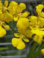 Zelenkoa onusta (Syn. Oncidium onusta)