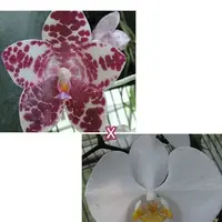 Phalaenopsis gigantea 'Jumbo Orchids' × amabilis 'Jumbo Orchids' 2.5"