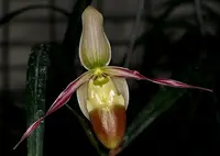 Phragmipedium longifolium