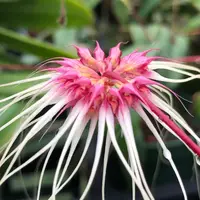 Bulbophyllum Thai Spider