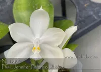 Phal. Jennifer Palermo ( alba ) 'Note: Limited, Compact Grower' (violacea var. alba x tetraspis var alba )