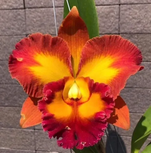 Rhyncholaeliocattleya Nakornchaisri Sunset '#191' (Rhyncholaeliocattleya)