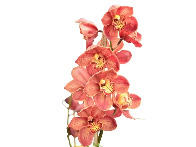 Cymbidium Ingapirca (Cymbidium)