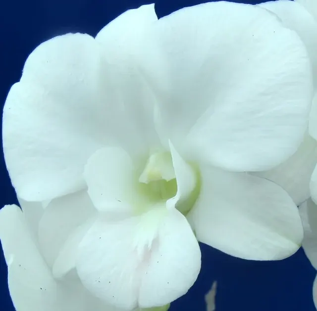 Dendrobium Full Moon 'White' (Dendrobium)