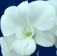 Dendrobium Full Moon 'White' Orchid Come In A 4" Pots