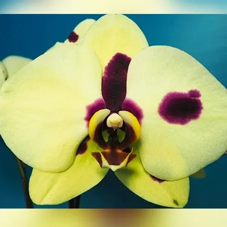 Phalaenopsis Pudding Yoyo