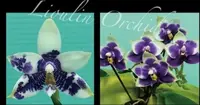 Phalaenopsis LL Blue Kirin - Seed Grown