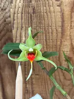 Dendrobium tobaense