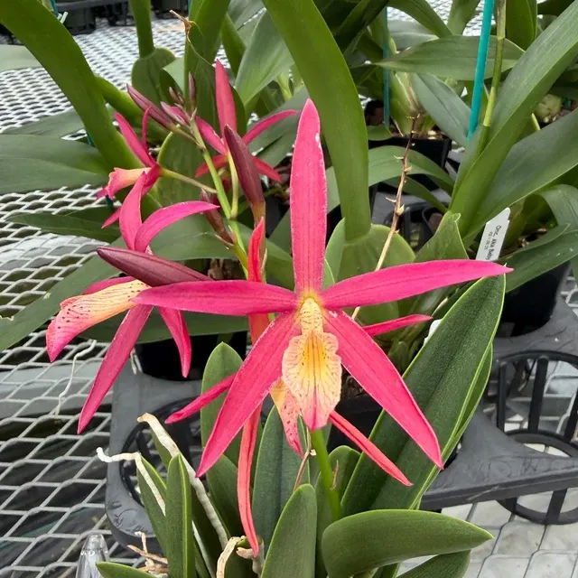 Brassocattleya Richard Mueller -Budded