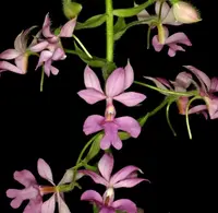 Calanthe rosea