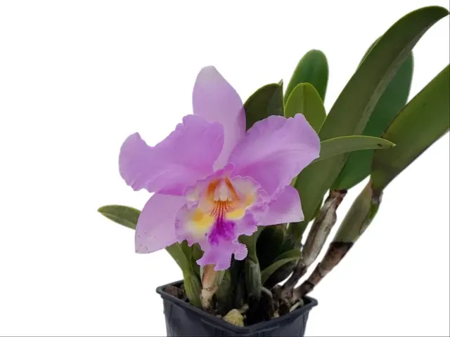 Brassolaeliocattleya Izumi Carol X Catt. Manglesii (Brassolaeliocattleya)
