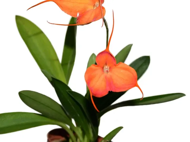 Masdevallia Machangara (Masdevallia)