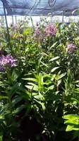 Purple Epidendrum Orchid Plants - 1 Feet Tall - Ship in 3" Pot