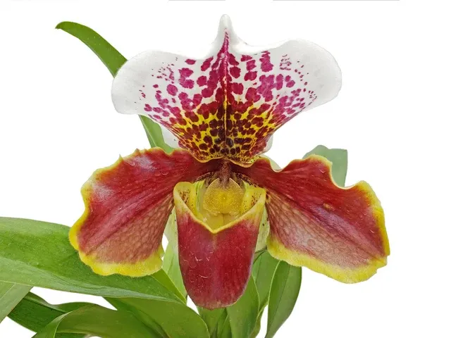 Paphiopedilum Enzan Rose Crown X Paph. Enzan Kitty (Paphiopedilum)