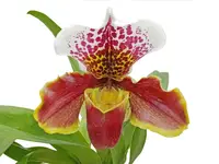 Paphiopedilum Enzan Rose Crown x Paph. Enzan Kitty
