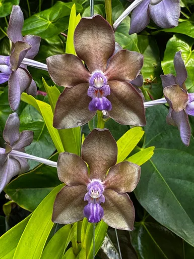 Vanda Motes Purple Rain (Vanda)