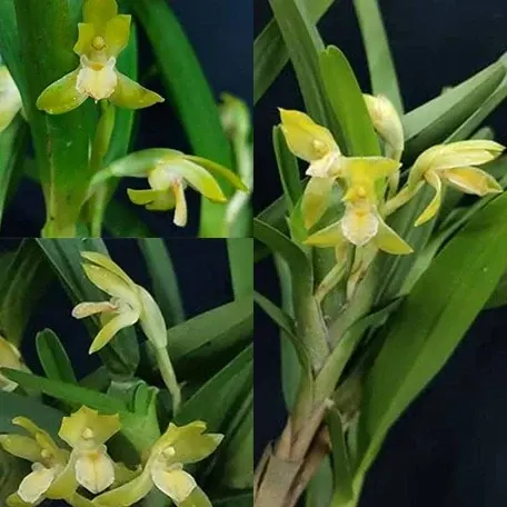 Maxillaria bracteata (Maxillaria)